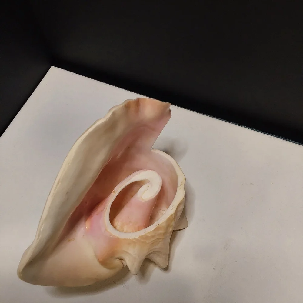 Natural Large Pink QUEEN Conch Shell Seashell Aquarium Beach Decor